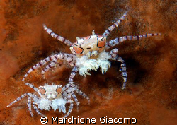 Boxer crab mumy and child
Nikon D200, 60 micro,Twin stro... by Marchione Giacomo 